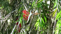 Lampornis