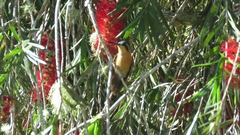 Lampornis