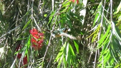 Lampornis