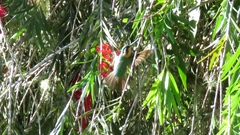 Lampornis