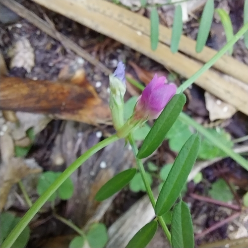 Ein weiteres Foto von Common vetch