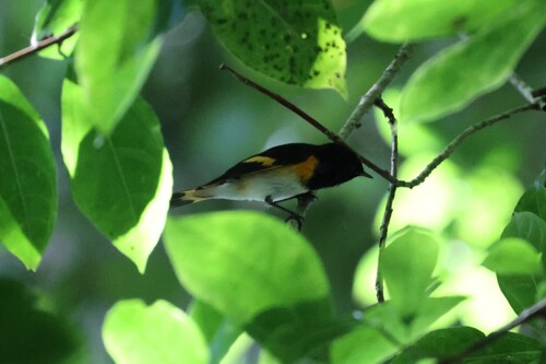 American Redstart (Setophaga ruticilla), photo 1