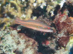 Spotted Coralgrouper photo 2