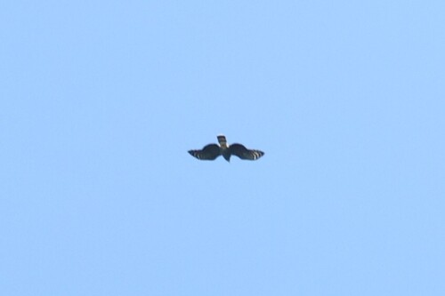 Hook-billed Kite (Chondrohierax uncinatus), photo 5