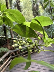 Melicytus macrophyllus, photograph (c) Chris Parminter, some rights reserved (CC BY)