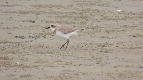 Greater Sand-Plover