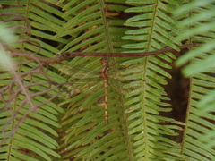 Macrothemis inacuta