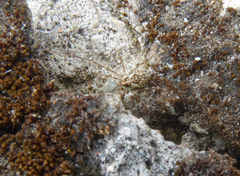Megabunus diadema
