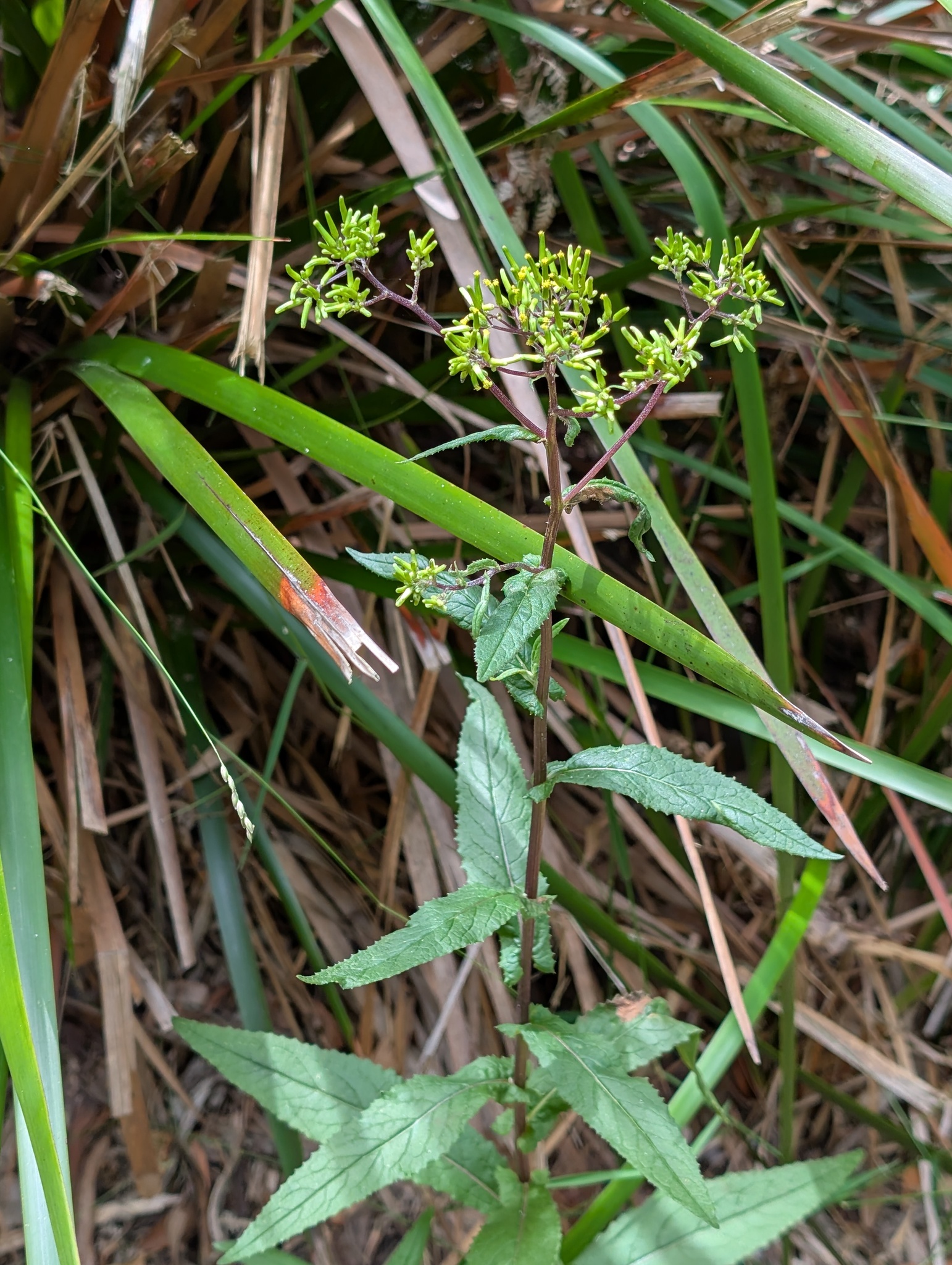 Imagem de Senecio minimus