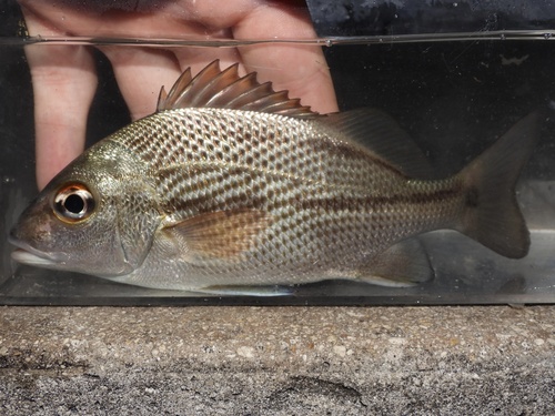 Album (Haemulon parra) — Haemulidae