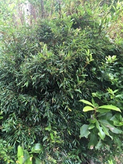 Philesia magellanica