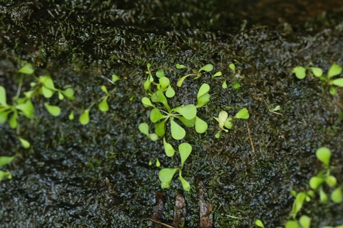 Pondo Bladderwort (Utricularia sandersonii)