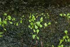 Utricularia sandersonii