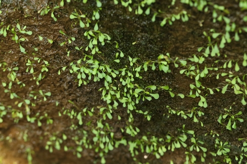 Utricularia sandersonii, photograph 1