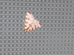 Conchylodes octonalis