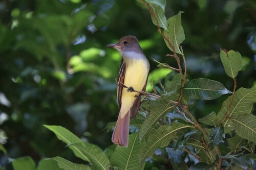 Great Crested Flycatcher (Myiarchus crinitus), photo 4