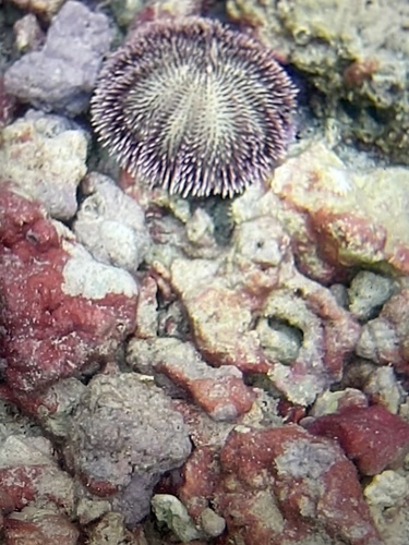 Pseudoboletia indiana observed 2026-01-04