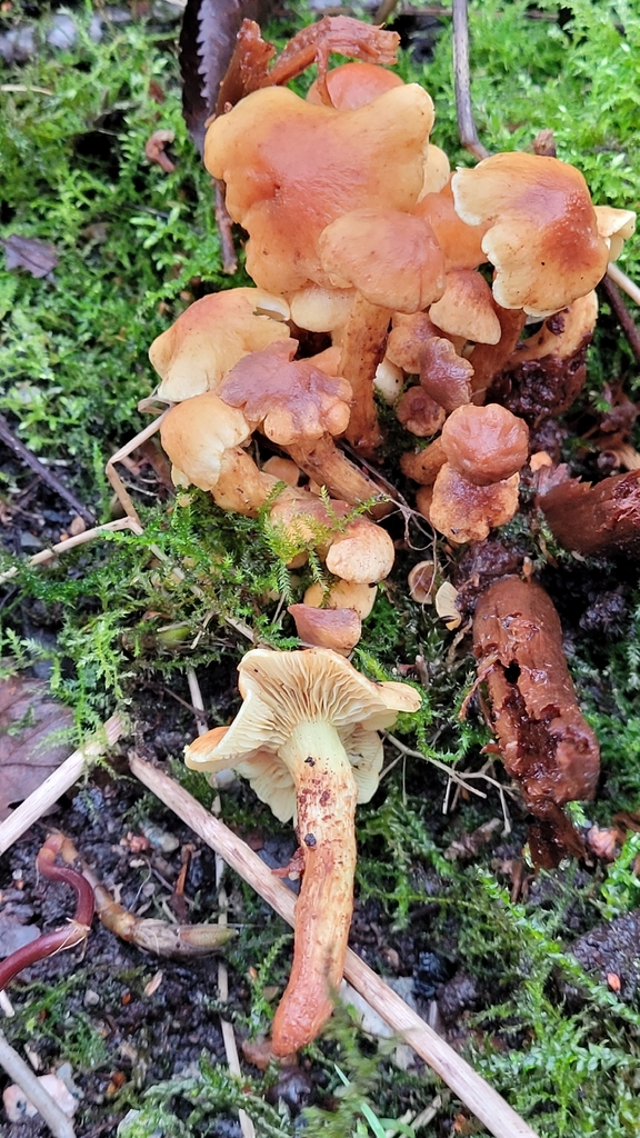 Hypholoma fasciculare · January 2026 · photo: © kmkrebs (iNaturalist, cc-by)