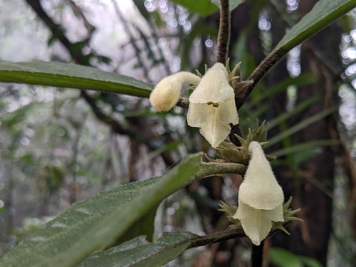 Gomphostemma javanicum observed 2024-10-04