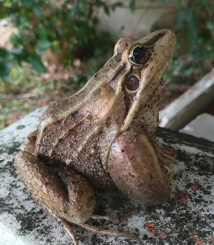 Peruíbe White-lipped Frog, Leptodactylus paranaru