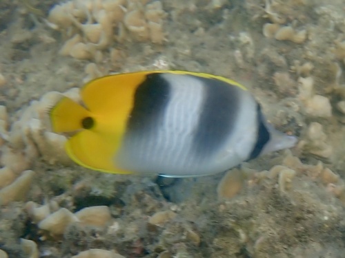 Doublesaddle butterflyfish (Chaetodon ulietensis) — Chaetodontidae