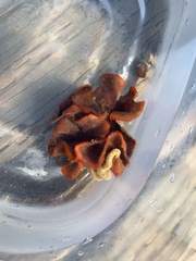 Watersipora subtorquata