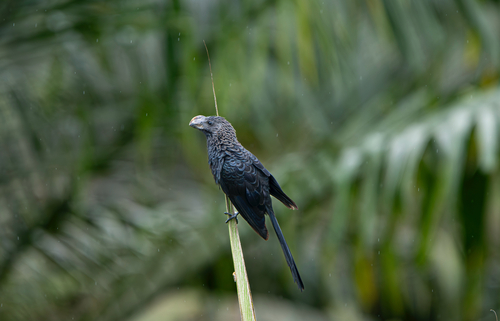 Smooth-billed Ani