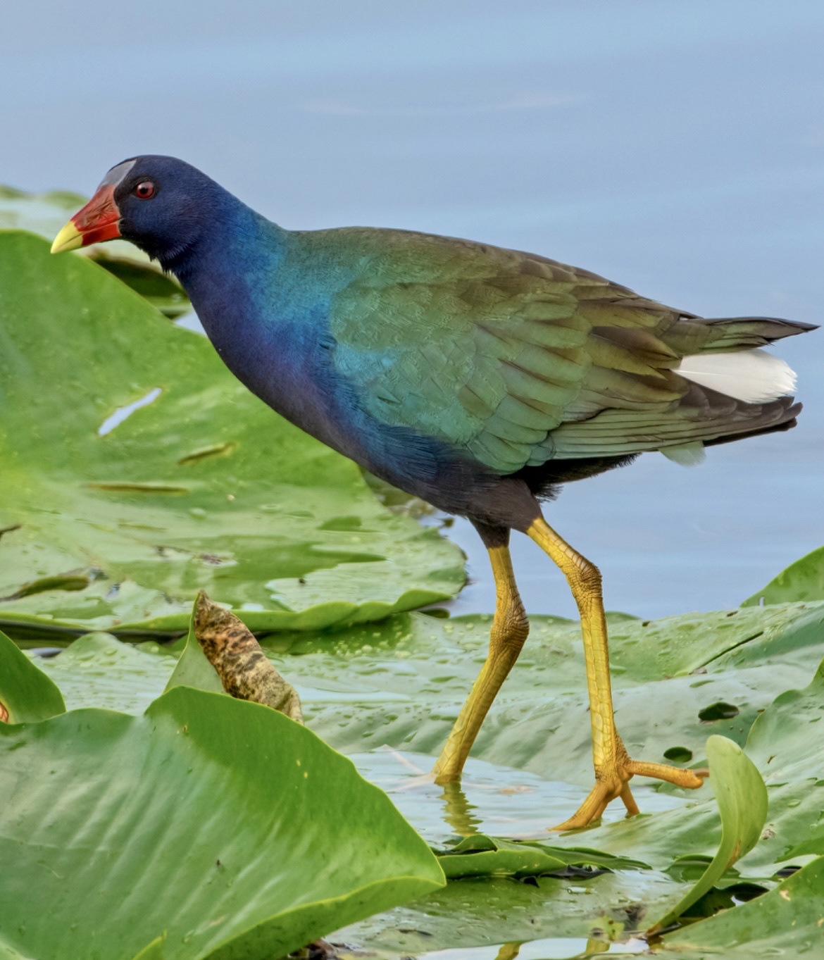 Purple Gallinule (Porphyrio martinica)