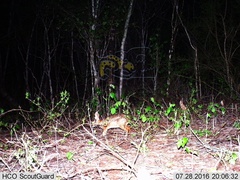 Sylvilagus cunicularius insolitus