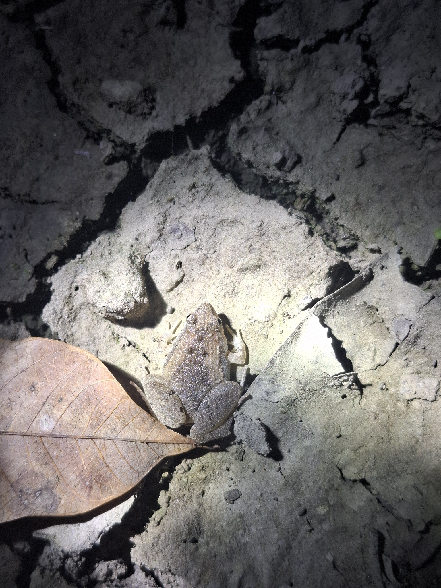 Mukhlesur's Narrow-Mouthed Frog