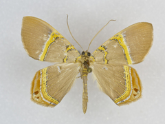 Phrygionis paradoxata