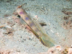 Butterfly Shrimpgoby photo 2