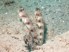 Butterfly Shrimpgoby photo 3