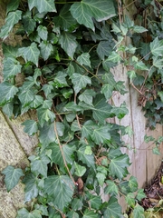 Hedera helix