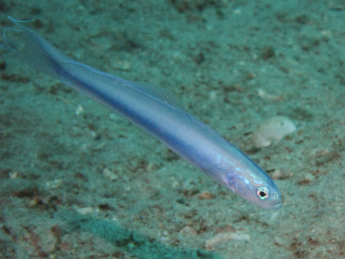 Filament-finned dartfish (Ptereleotris hanae) — Microdesmidae — 5