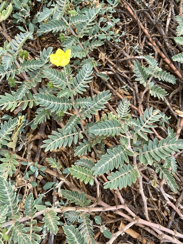 Tribulus cistoides observed 2026-01-04