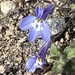 Lobelia cuneifolia 2
