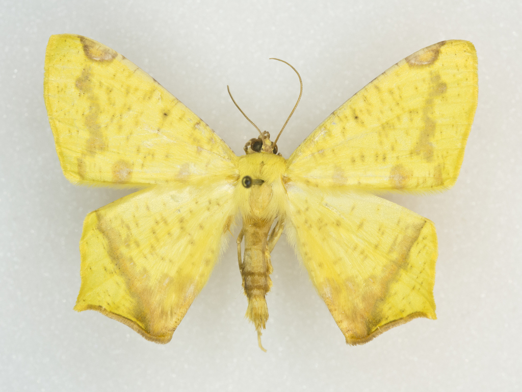 Nepheloleuca floridata