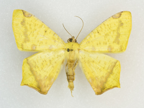 Nepheloleuca floridata