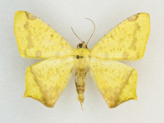 Nepheloleuca floridata