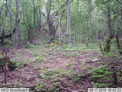 Sylvilagus cunicularius insolitus