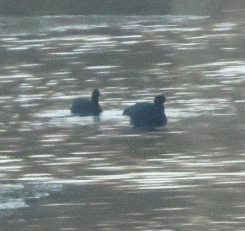 Eurasian Coot (Fulica atra)
