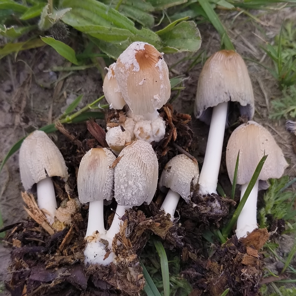 Flocculosi