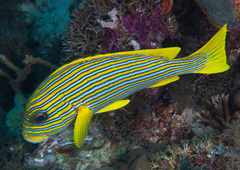 Plectorhinchus polytaenia