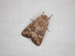 Lacinipolia stricta