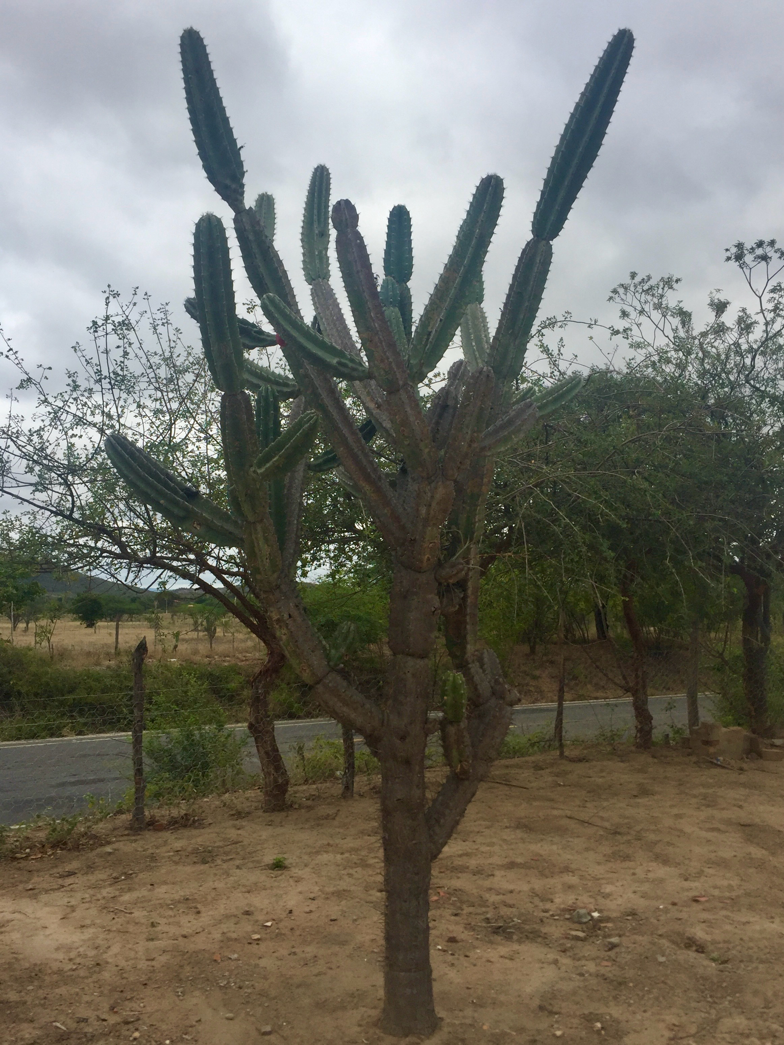 Cereus jamacaru