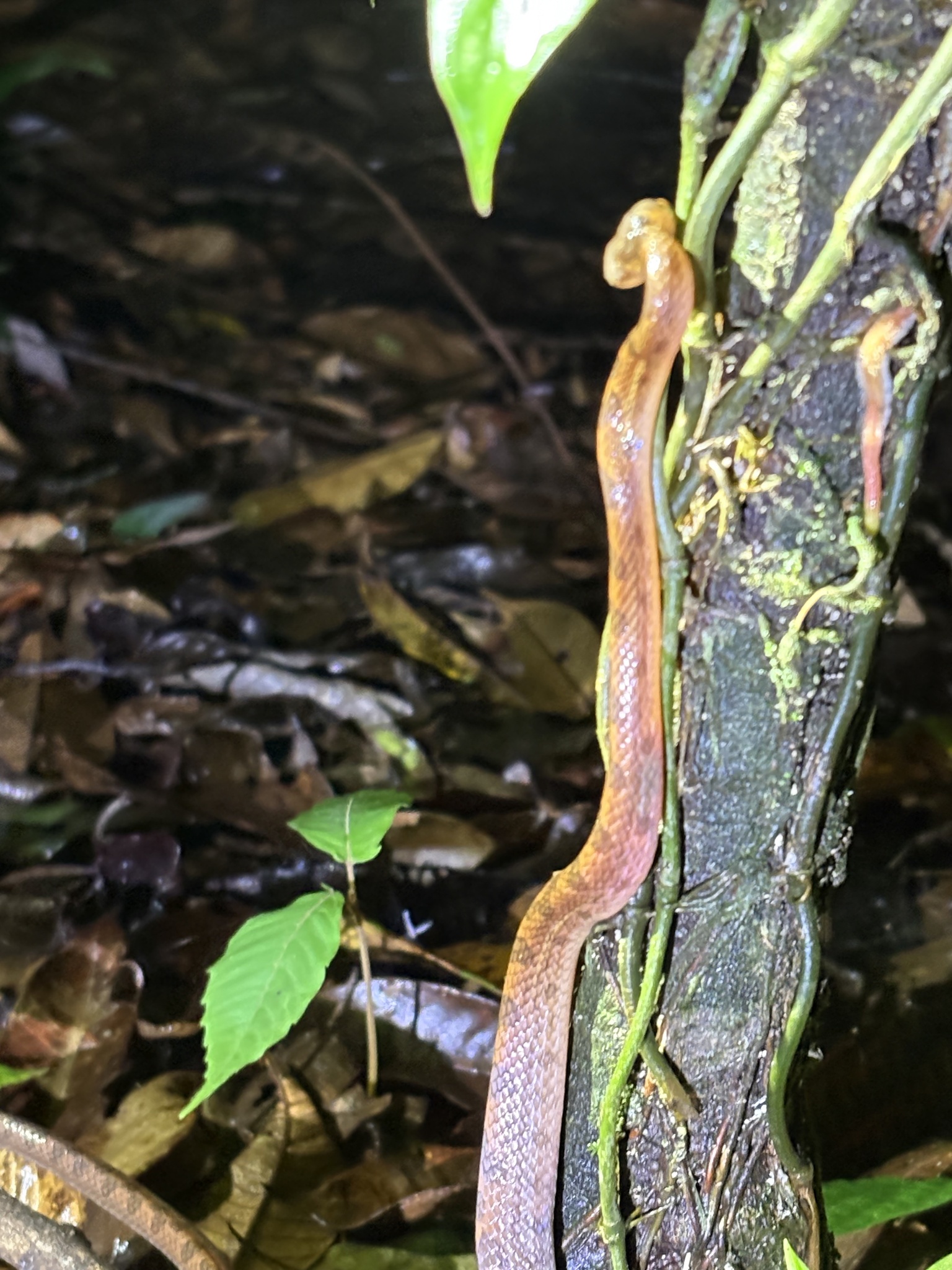 Northern Cat-Eyed Snake photo 6