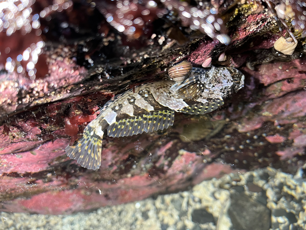 Mosshead sculpin (Clinocottus globiceps) — Cottidae