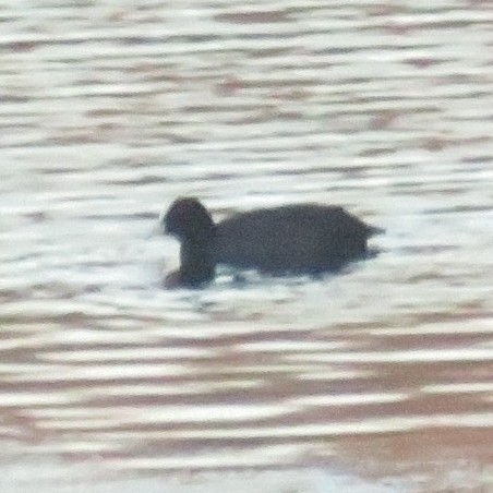 Eurasian Coot (Fulica atra), photo 2