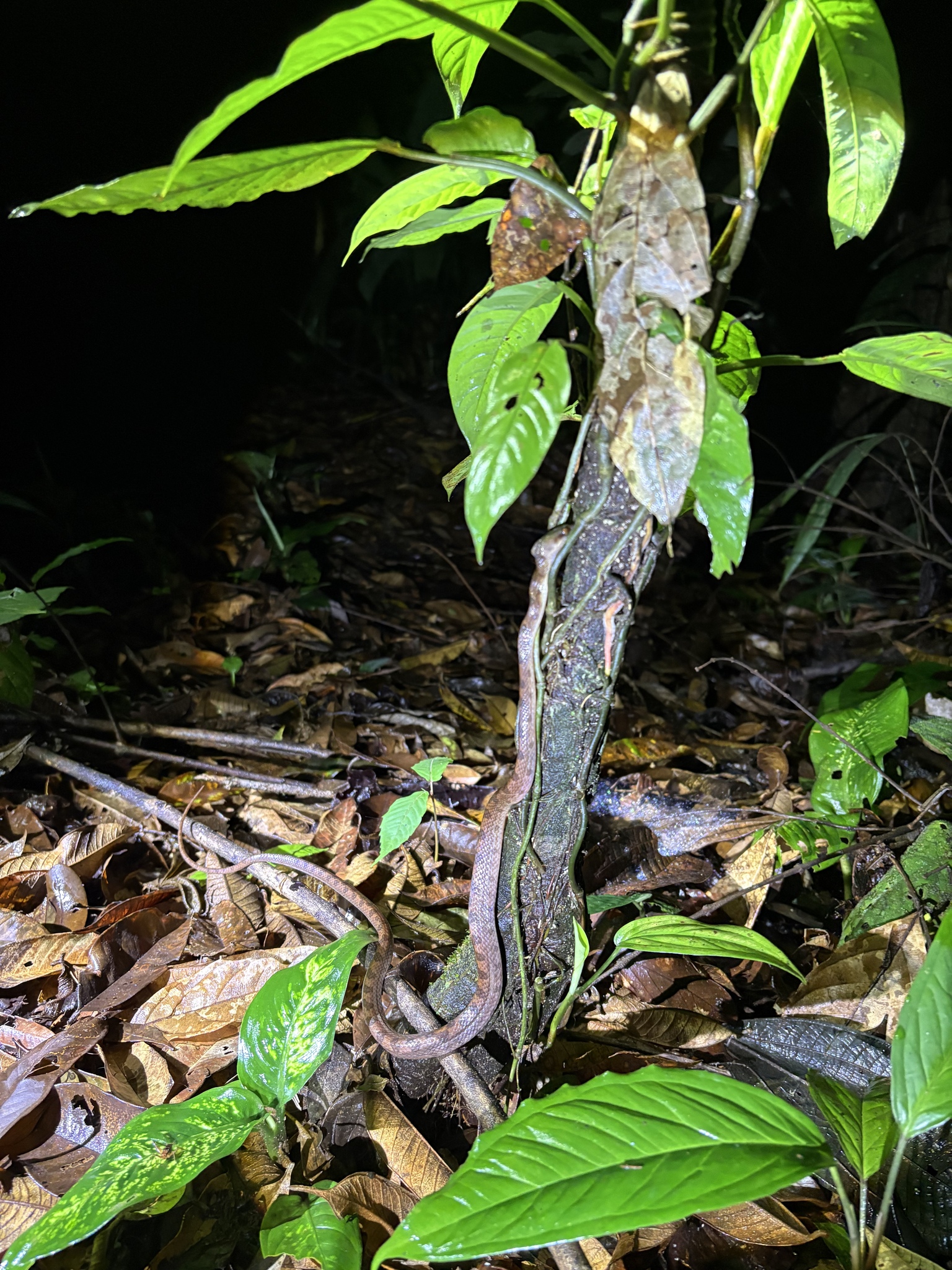 Northern Cat-Eyed Snake photo 5